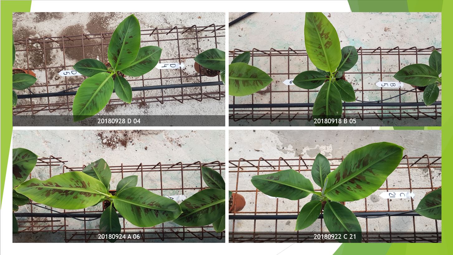 Picture of Abiotic Stress Detection In Banana Plants