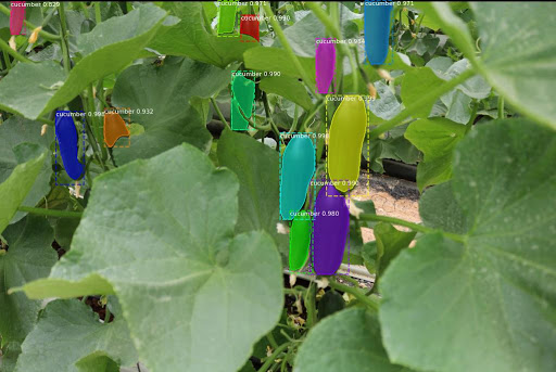 Project Cucumber Detection and Segmentation Picture 4