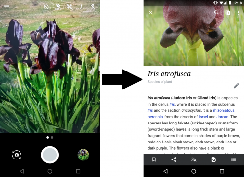 Project DeepFlowers - Online Flower Recognition using Deep Neural Networks Picture 1
